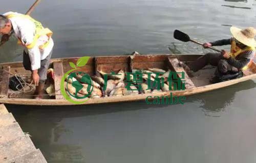 廣州旺旺食品廢水直排，永和河大量魚類死亡(圖1)